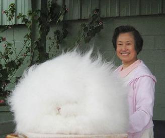 Loài thỏ có bộ lông xù khổng lồ