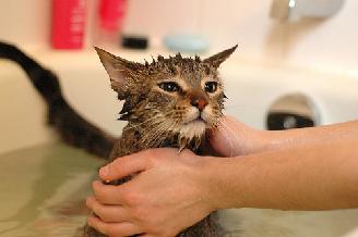 Hướng dẫn cách tắm cho mèo
