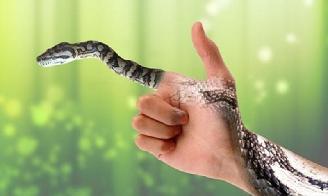 Mơ thấy rắn là điềm báo gì, hung hay cát?