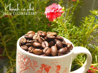 cung cấp hạt cà phê nguyên chất giá sỉ tại Cà Mau